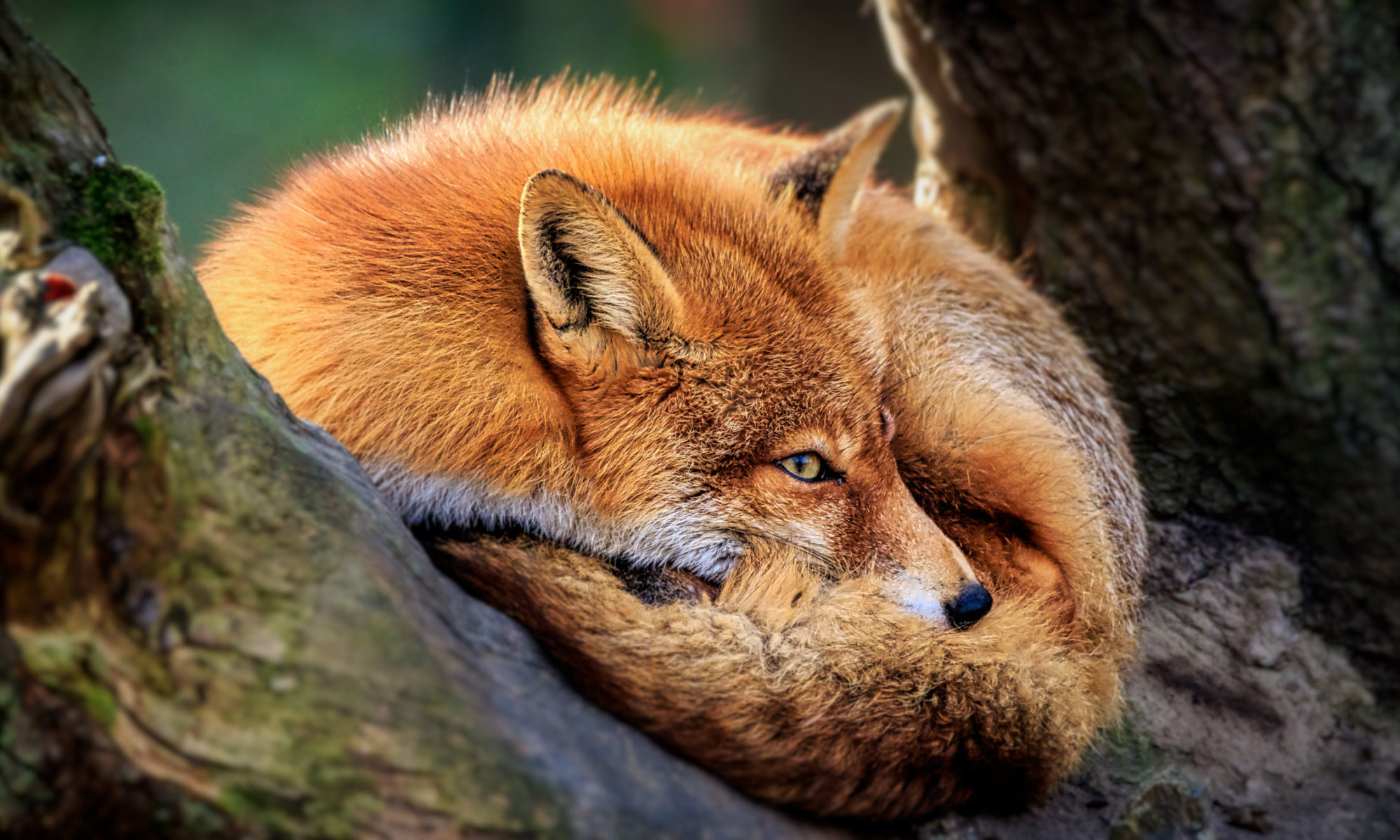 Reynard The Fox