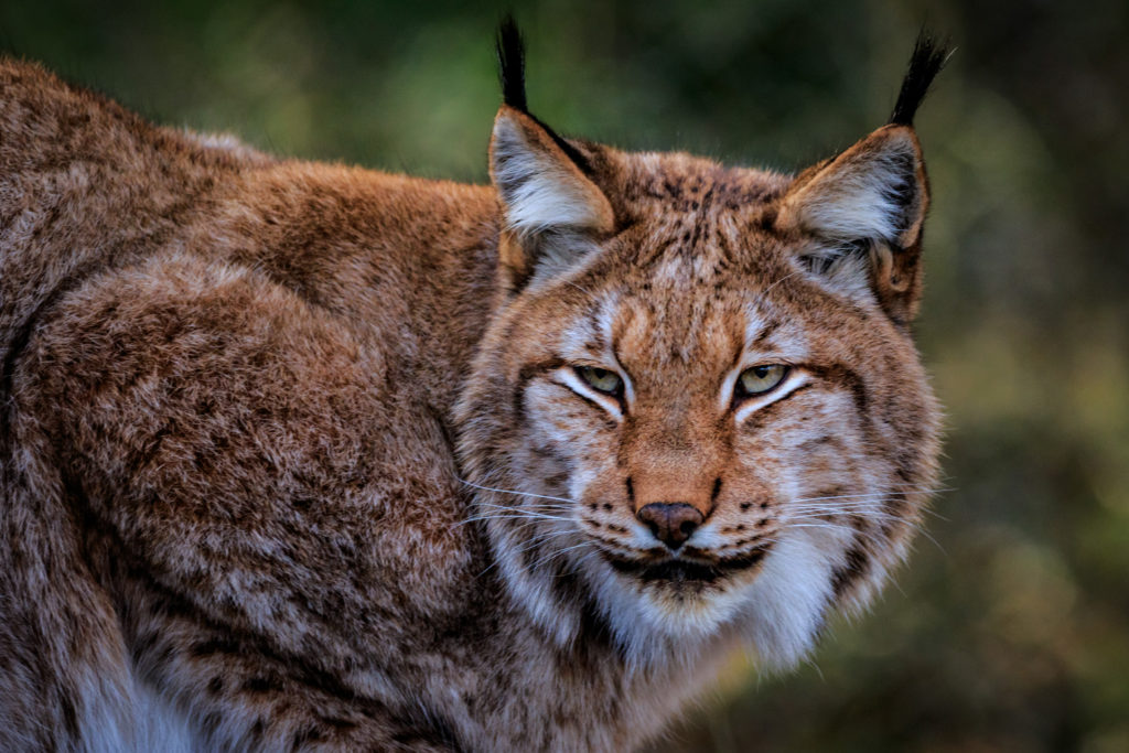 Portrait of A Lynx