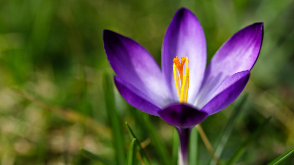 Crocus