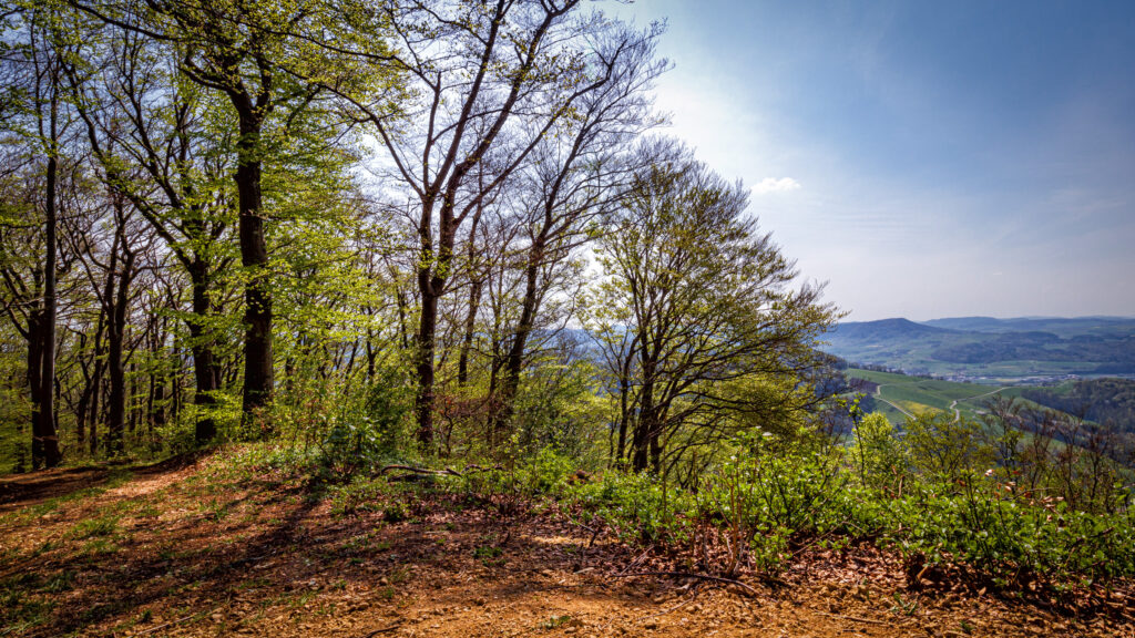 Frühling kommt