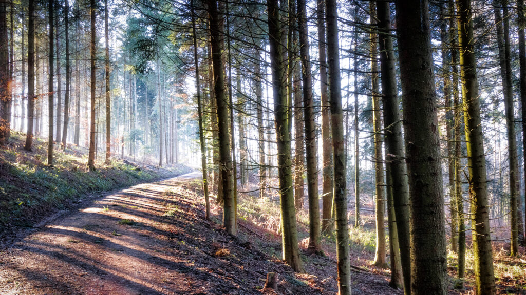 Licht im Wald